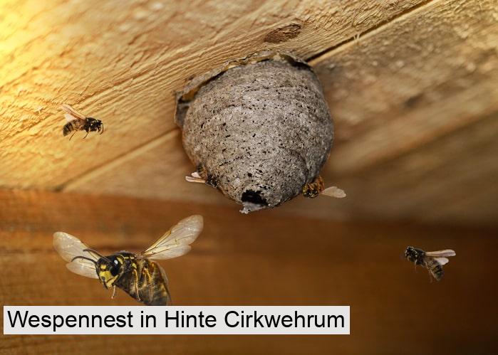 Wespennest in Hinte Cirkwehrum